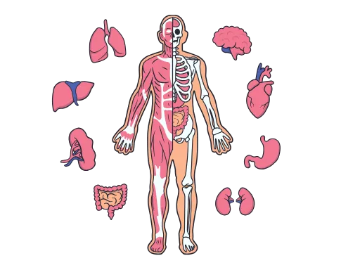 anatomy